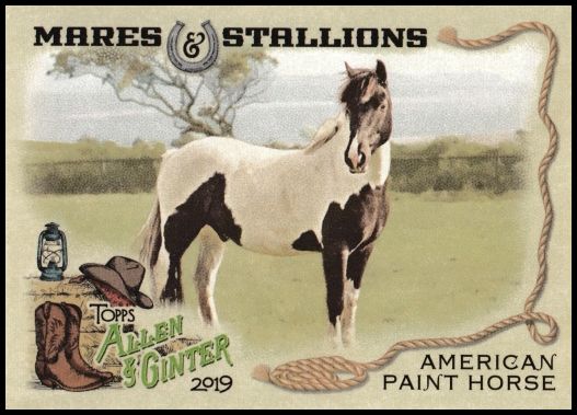 MS-6 American Paint Horse